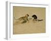 Leopard About to Kill a Terrified Baboon-John Dominis-Framed Photographic Print