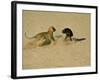 Leopard About to Kill a Terrified Baboon-John Dominis-Framed Photographic Print