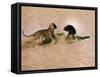 Leopard About to Kill a Terrified Baboon-John Dominis-Framed Stretched Canvas