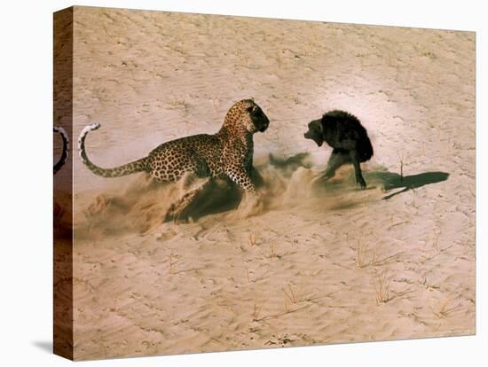 Leopard About to Kill a Terrified Baboon-John Dominis-Stretched Canvas