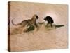 Leopard About to Kill a Terrified Baboon-John Dominis-Stretched Canvas