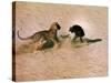 Leopard About to Kill a Terrified Baboon-John Dominis-Stretched Canvas