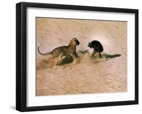 Leopard About to Kill a Terrified Baboon-John Dominis-Framed Photographic Print