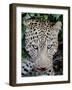 Leopard after the Kill Full Bleed-Martin Fowkes-Framed Giclee Print