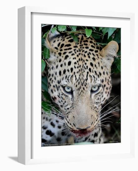 Leopard after the Kill Full Bleed-Martin Fowkes-Framed Giclee Print