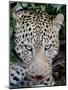 Leopard after the Kill Full Bleed-Martin Fowkes-Mounted Giclee Print