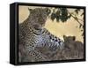 Leopard and Cub Resting, Masai Mara Game Reserve, Kenya-Paul Souders-Framed Stretched Canvas