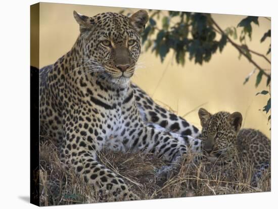 Leopard and Cub Resting, Masai Mara Game Reserve, Kenya-Paul Souders-Stretched Canvas