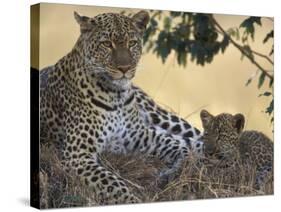 Leopard and Cub Resting, Masai Mara Game Reserve, Kenya-Paul Souders-Stretched Canvas