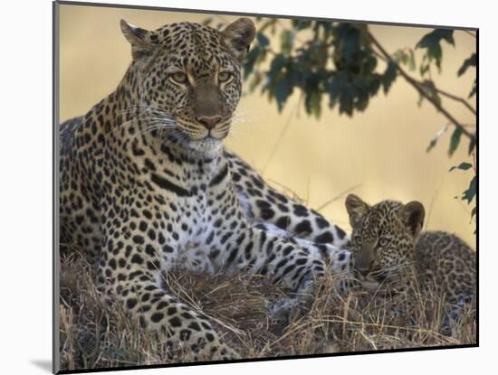 Leopard and Cub Resting, Masai Mara Game Reserve, Kenya-Paul Souders-Mounted Photographic Print