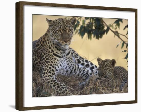 Leopard and Cub Resting, Masai Mara Game Reserve, Kenya-Paul Souders-Framed Photographic Print