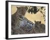 Leopard and Cub Resting, Masai Mara Game Reserve, Kenya-Paul Souders-Framed Photographic Print