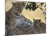 Leopard and Cub Resting, Masai Mara Game Reserve, Kenya-Paul Souders-Mounted Photographic Print