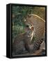 Leopard and Cub, Singita Game Reserve, Sabi Sands, South Africa-Mark Mawson-Framed Stretched Canvas