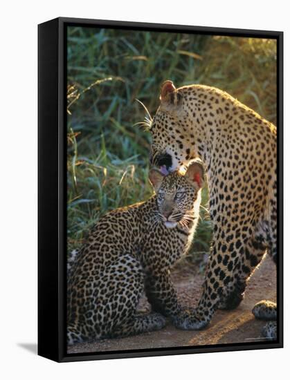 Leopard and Cub, Singita Game Reserve, Sabi Sands, South Africa-Mark Mawson-Framed Stretched Canvas