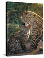 Leopard and Cub, Singita Game Reserve, Sabi Sands, South Africa-Mark Mawson-Stretched Canvas