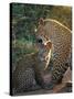 Leopard and Cub, Singita Game Reserve, Sabi Sands, South Africa-Mark Mawson-Stretched Canvas