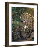 Leopard and Cub, Singita Game Reserve, Sabi Sands, South Africa-Mark Mawson-Framed Photographic Print
