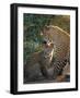 Leopard and Cub, Singita Game Reserve, Sabi Sands, South Africa-Mark Mawson-Framed Photographic Print