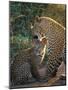 Leopard and Cub, Singita Game Reserve, Sabi Sands, South Africa-Mark Mawson-Mounted Photographic Print