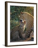 Leopard and Cub, Singita Game Reserve, Sabi Sands, South Africa-Mark Mawson-Framed Photographic Print