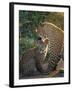 Leopard and Cub, Singita Game Reserve, Sabi Sands, South Africa-Mark Mawson-Framed Photographic Print