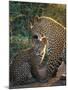 Leopard and Cub, Singita Game Reserve, Sabi Sands, South Africa-Mark Mawson-Mounted Photographic Print