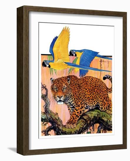 "Leopard and Parrots in Jungle,"September 2, 1933-Paul Bransom-Framed Giclee Print