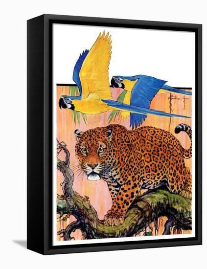 "Leopard and Parrots in Jungle,"September 2, 1933-Paul Bransom-Framed Stretched Canvas