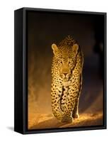 Leopard at Night, Sabi Sabi Reserve, South Africa-null-Framed Stretched Canvas