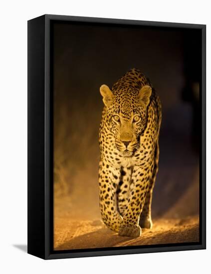 Leopard at Night, Sabi Sabi Reserve, South Africa-null-Framed Stretched Canvas