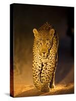 Leopard at Night, Sabi Sabi Reserve, South Africa-null-Stretched Canvas