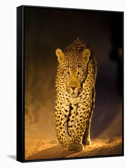 Leopard at Night, Sabi Sabi Reserve, South Africa-null-Framed Stretched Canvas