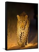 Leopard at Night, Sabi Sabi Reserve, South Africa-null-Framed Stretched Canvas