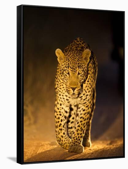 Leopard at Night, Sabi Sabi Reserve, South Africa-null-Framed Stretched Canvas