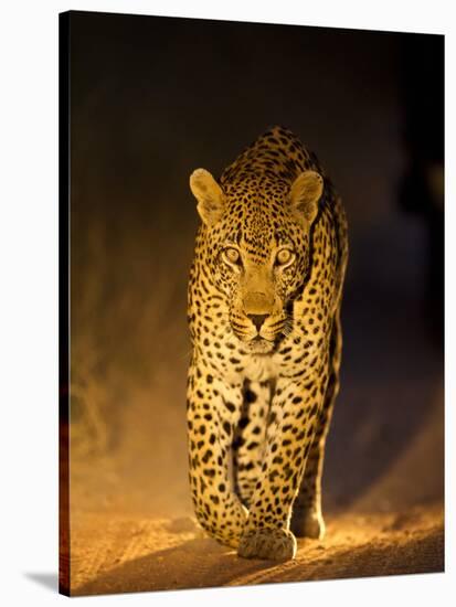 Leopard at Night, Sabi Sabi Reserve, South Africa-null-Stretched Canvas