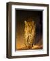 Leopard at Night, Sabi Sabi Reserve, South Africa-null-Framed Premium Photographic Print