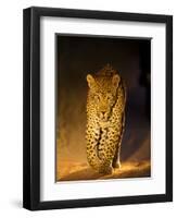 Leopard at Night, Sabi Sabi Reserve, South Africa-null-Framed Premium Photographic Print