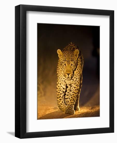 Leopard at Night, Sabi Sabi Reserve, South Africa-null-Framed Premium Photographic Print