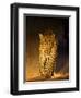 Leopard at Night, Sabi Sabi Reserve, South Africa-null-Framed Premium Photographic Print