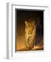 Leopard at Night, Sabi Sabi Reserve, South Africa-null-Framed Premium Photographic Print