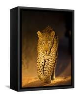 Leopard at Night, Sabi Sabi Reserve, South Africa-null-Framed Stretched Canvas