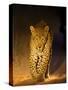 Leopard at Night, Sabi Sabi Reserve, South Africa-null-Stretched Canvas