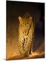 Leopard at Night, Sabi Sabi Reserve, South Africa-null-Mounted Photographic Print