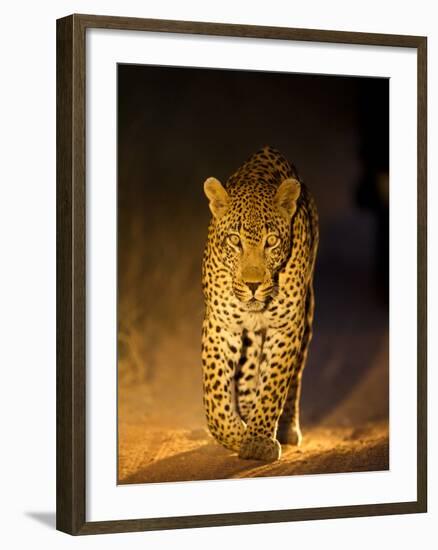 Leopard at Night, Sabi Sabi Reserve, South Africa-null-Framed Photographic Print