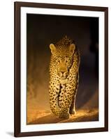 Leopard at Night, Sabi Sabi Reserve, South Africa-null-Framed Photographic Print