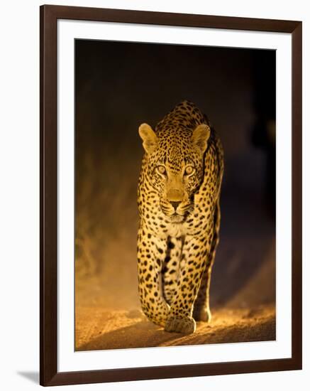 Leopard at Night, Sabi Sabi Reserve, South Africa-null-Framed Photographic Print