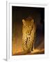 Leopard at Night, Sabi Sabi Reserve, South Africa-null-Framed Photographic Print