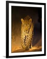 Leopard at Night, Sabi Sabi Reserve, South Africa-null-Framed Photographic Print