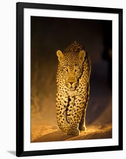 Leopard at Night, Sabi Sabi Reserve, South Africa-null-Framed Photographic Print